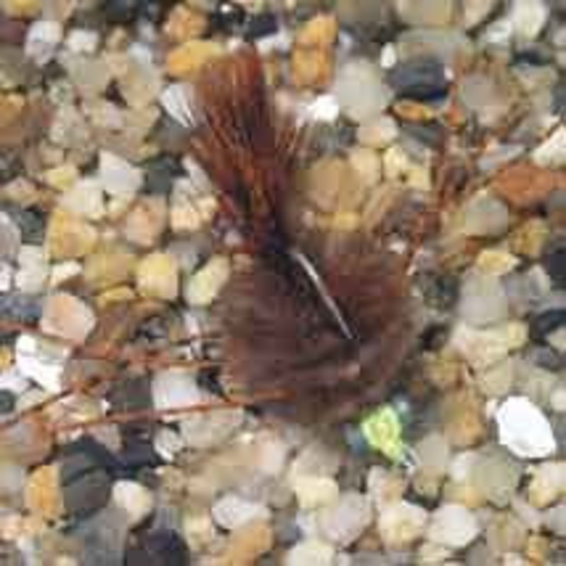 Enrico Puglisi EP Crab Brown #8wg Saltwater Fly