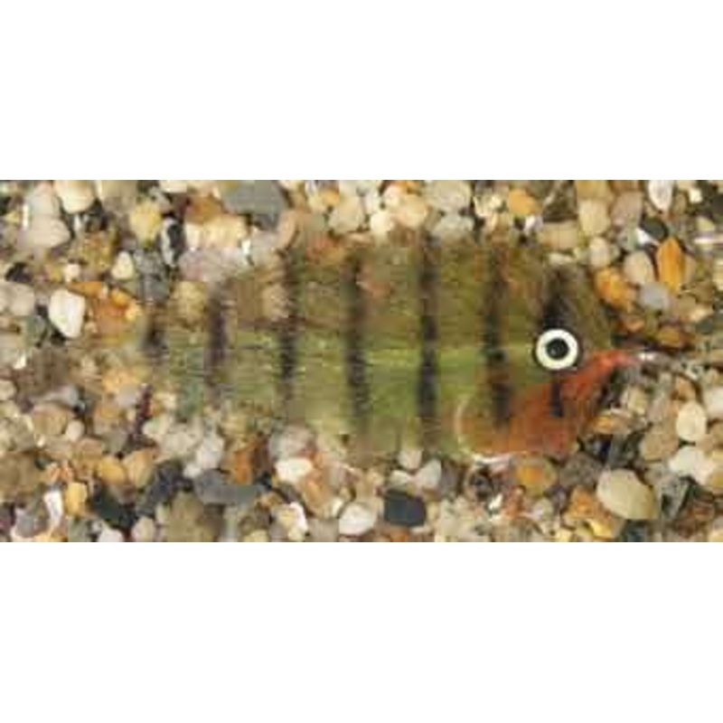 Enrico Puglisi Mangrove Baitfish Oscar #2/0wg 3” Saltwater Fly